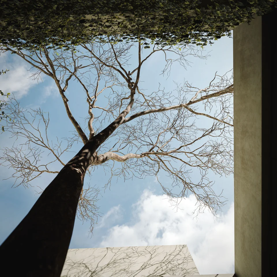 Un árbol se eleva hacia el cielo abierto de un patio